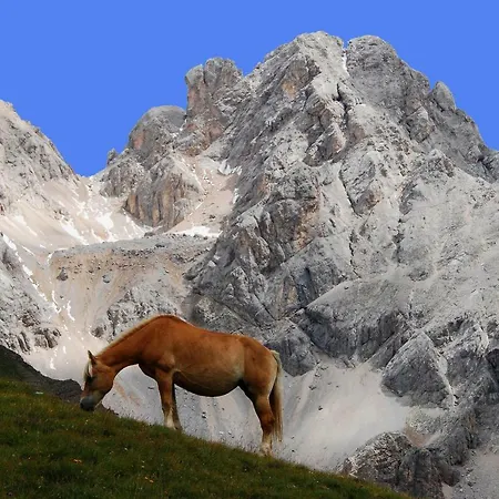 Goldener Adler